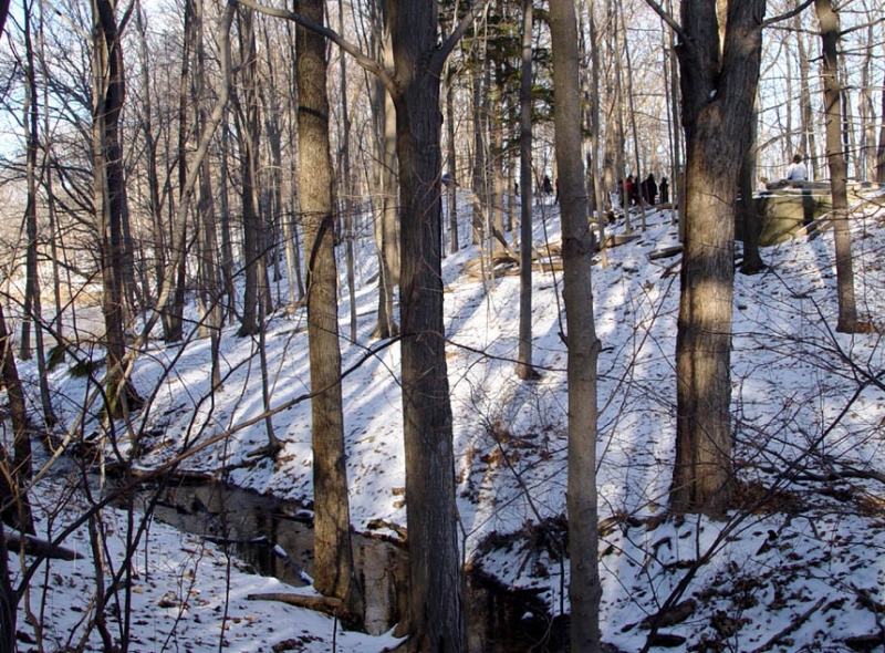 River Through the Forest